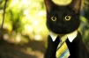 MR.кот